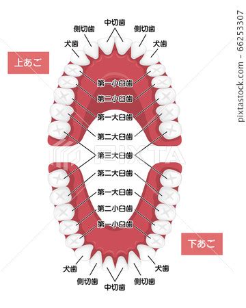 牙齒代表什麼|您知道人類牙齒的所有名稱嗎？ 